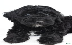 Yorkiepoo dogs for sale: Bingo - Image 2