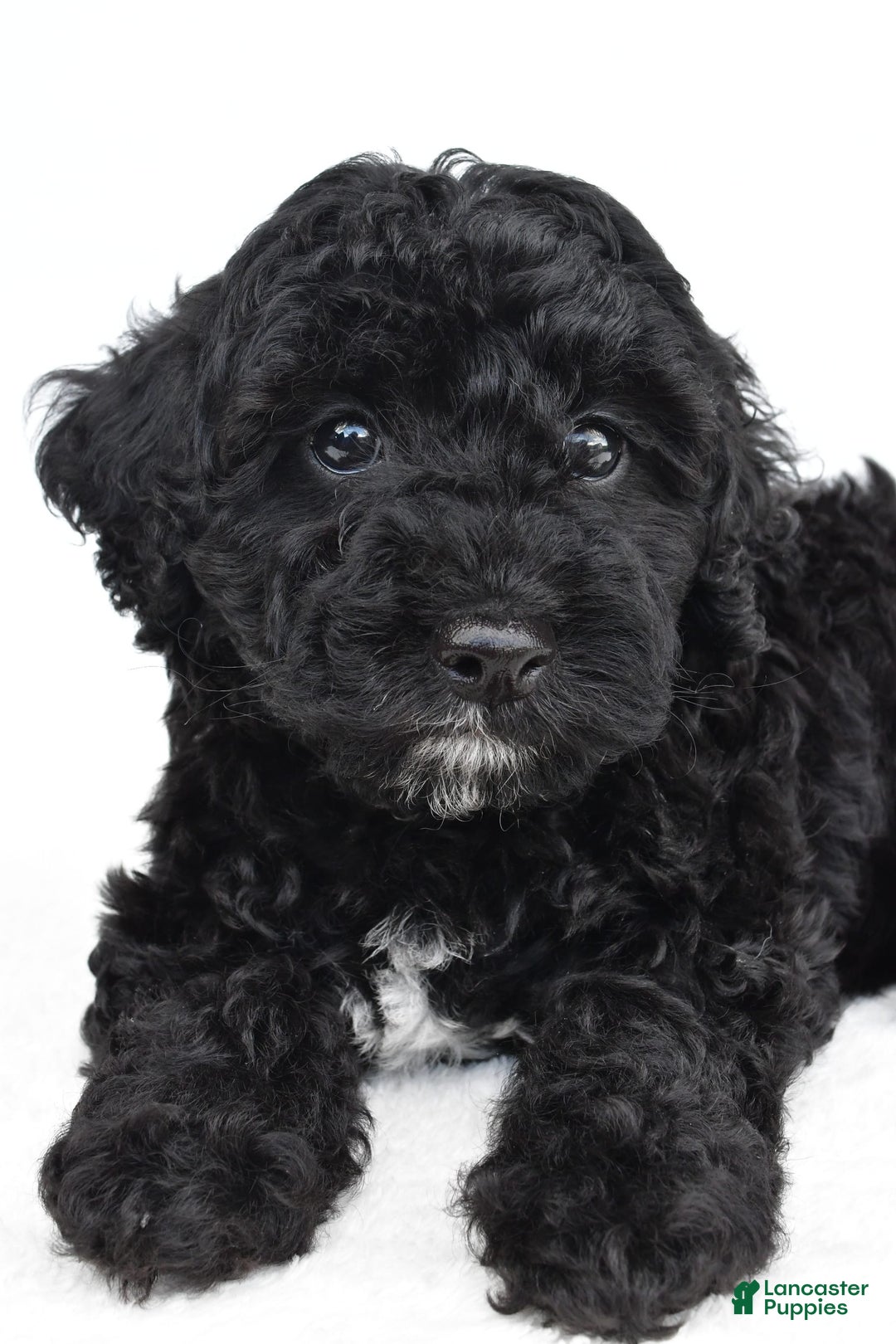 Yorkiepoo dogs for sale: Bingo - Image 2