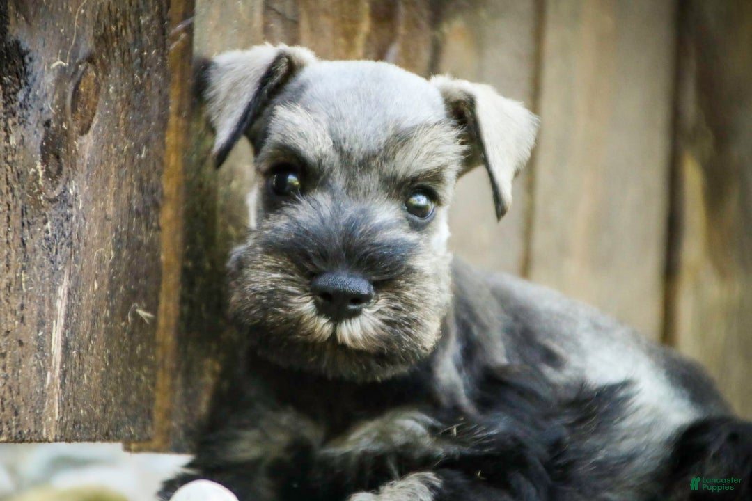 Miniature Schnauzer dogs for sale: Han - Image 10