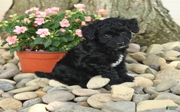 Mini Aussiedoodle dogs for sale: Wiggles - Image 3