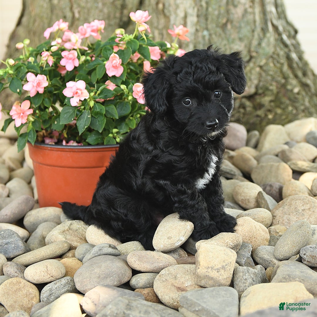 Mini Aussiedoodle dogs for sale: Wiggles - Image 3