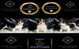 Cavalier King Charles Spaniel dogs for sale: Diamond - Image 1