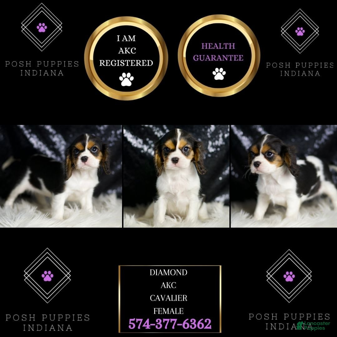 Cavalier King Charles Spaniel dogs for sale: Diamond - Image 1