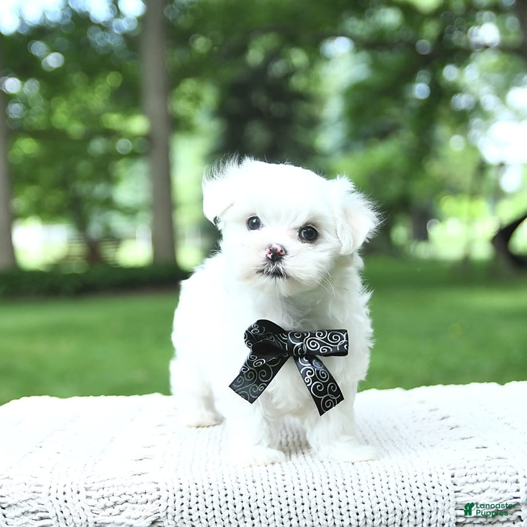 Maltese dogs for sale: Kai - Image 9
