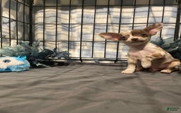 Chihuahua dogs for sale: Bia - Image 5