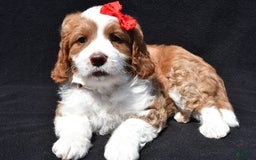 Mini Goldendoodle dogs for sale: Rocky - Image 3