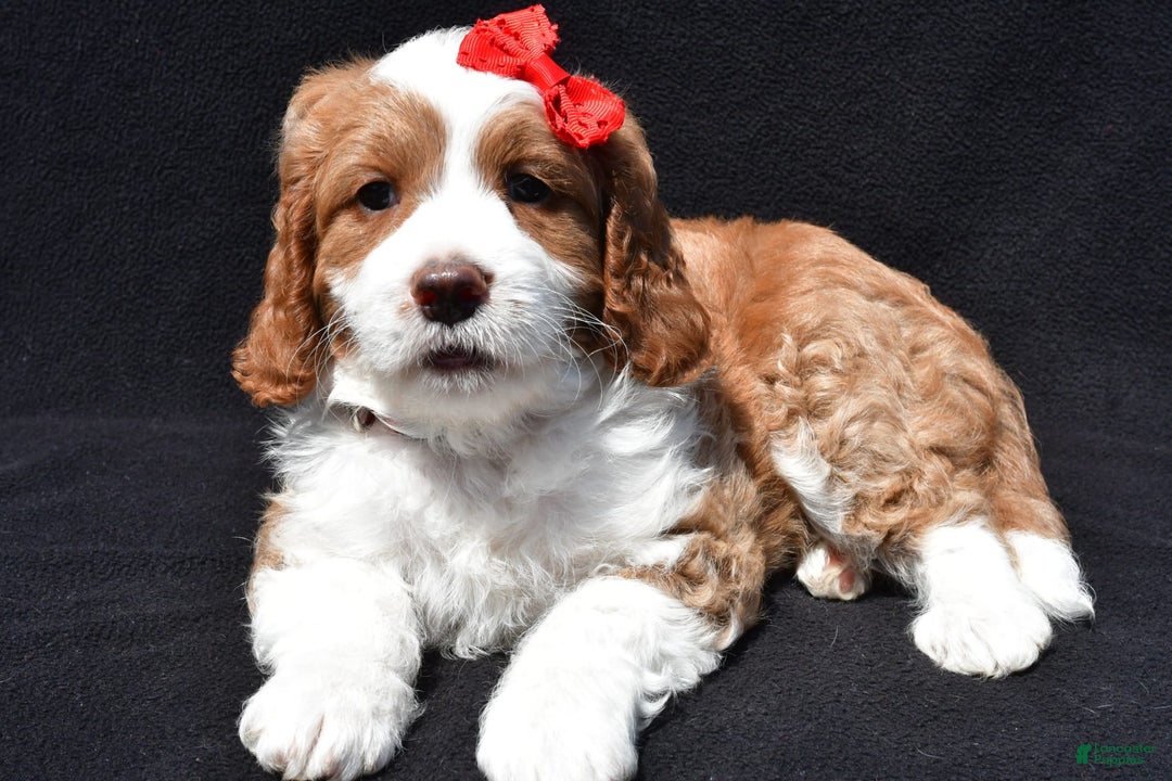 Mini Goldendoodle dogs for sale: Rocky - Image 3