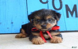 Yorkshire Terrier dogs for sale: Alex - Image 8