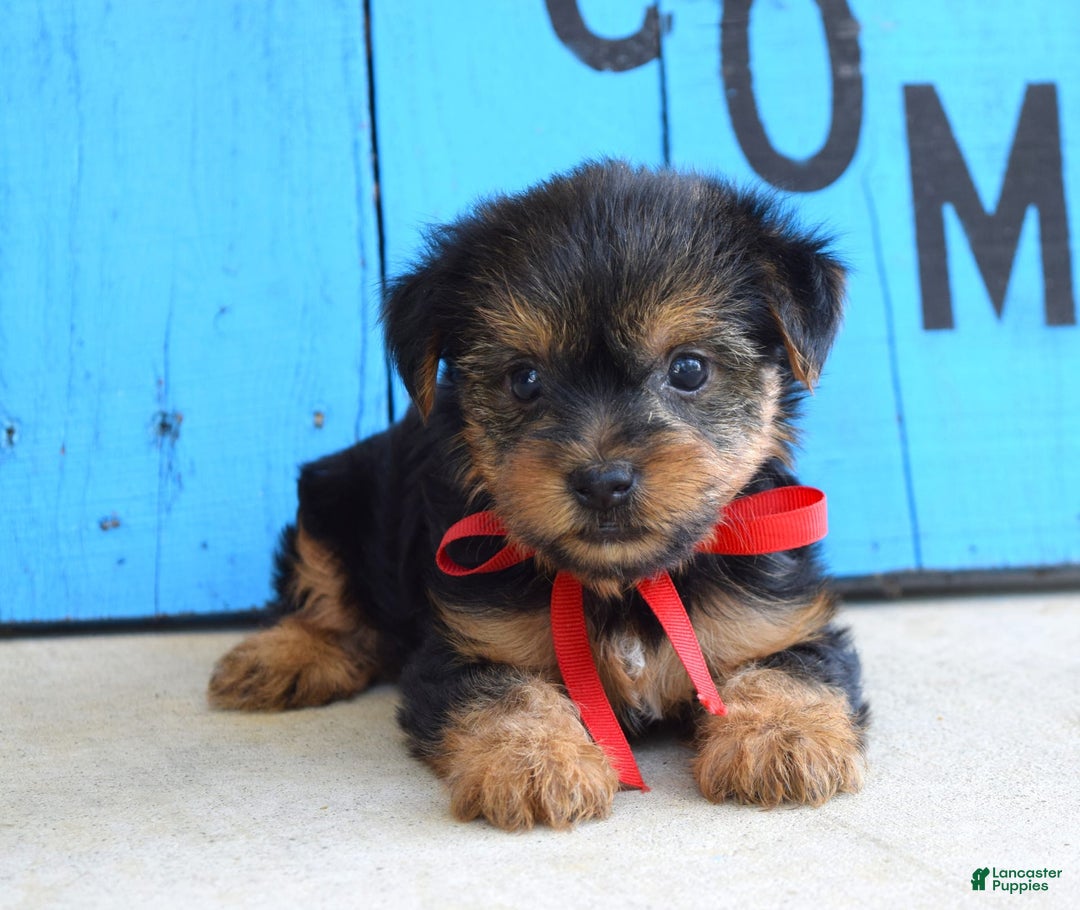 Yorkshire Terrier dogs for sale: Alex - Image 8