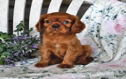 Cavalier King Charles Spaniel dogs for sale: Maybelle - Image 2
