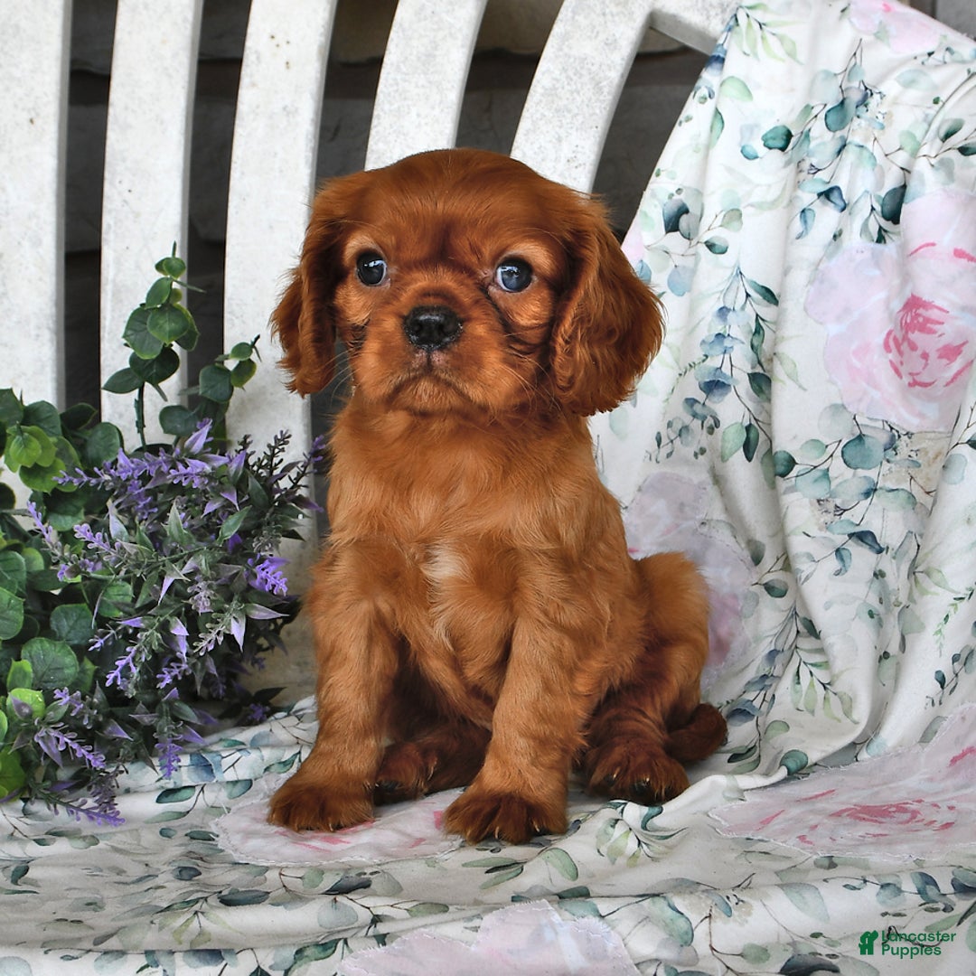 Cavalier King Charles Spaniel dogs for sale: Maybelle - Image 2