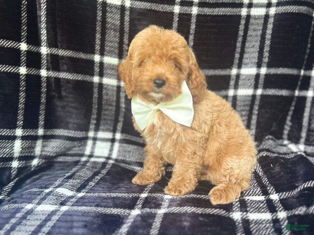 Cockapoo dogs for sale: Royal - Image 1