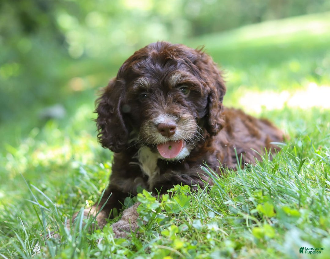 Cockapoo dogs for sale: Precious - Image 9