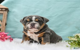 English Bulldog dogs for sale: Bonnie - Image 1