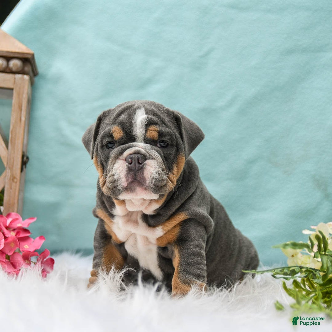 English Bulldog dogs for sale: Bonnie - Image 1