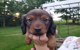 Dachshund dogs for sale: Evie - Image 7