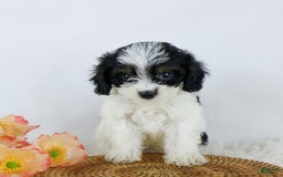Cavapoo dogs for sale: Bethany - Image 2
