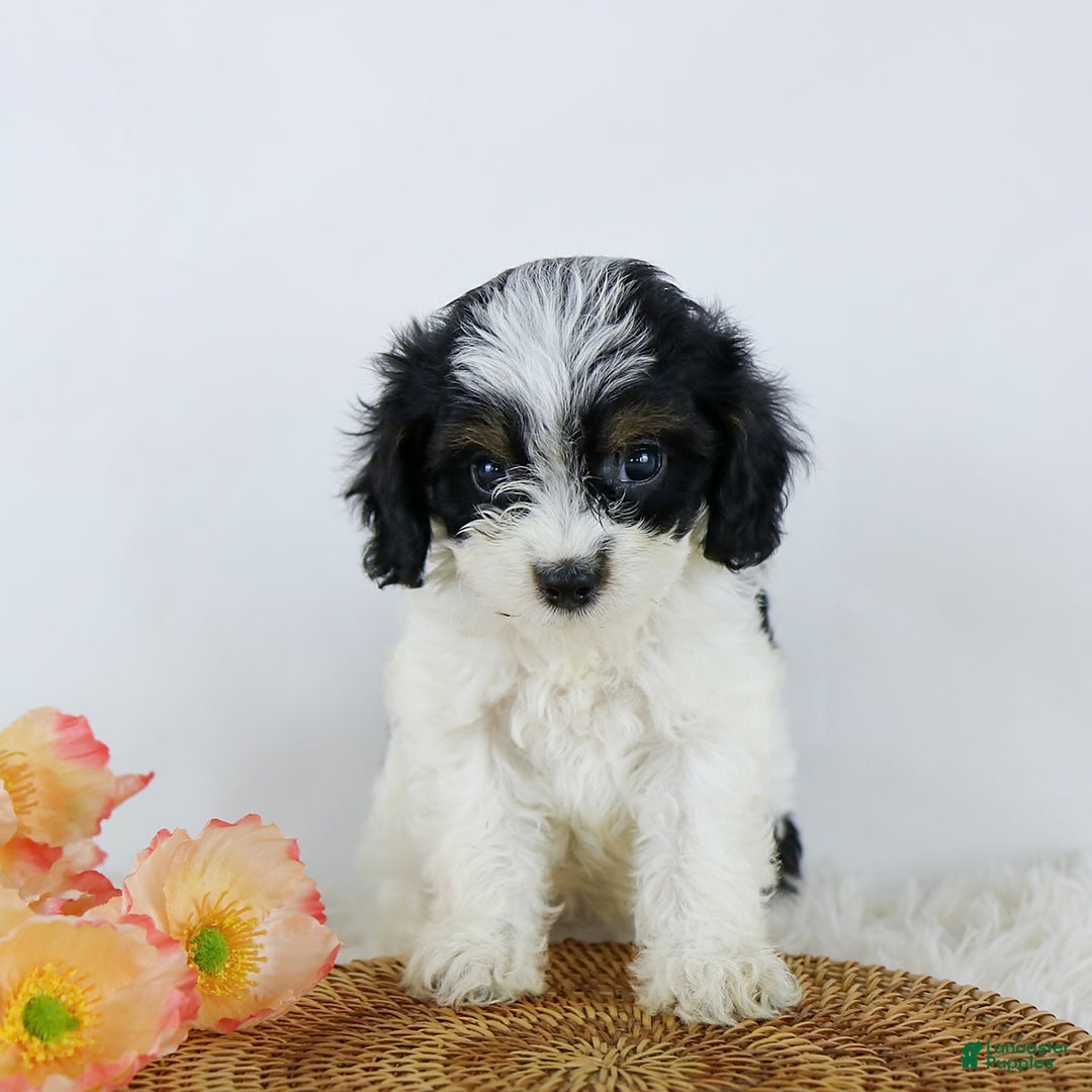 Cavapoo dogs for sale: Bethany - Image 2