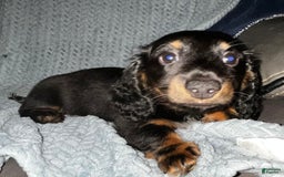 Dachshund dogs for sale: Fluffy - Image 1