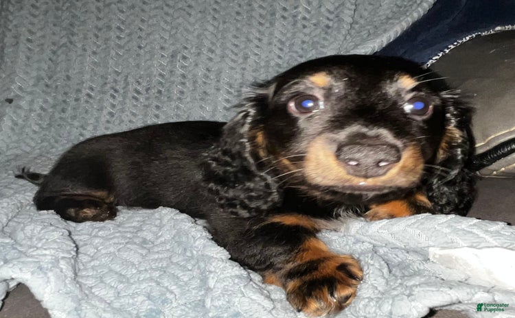 Dachshund dogs for sale - Ad 1