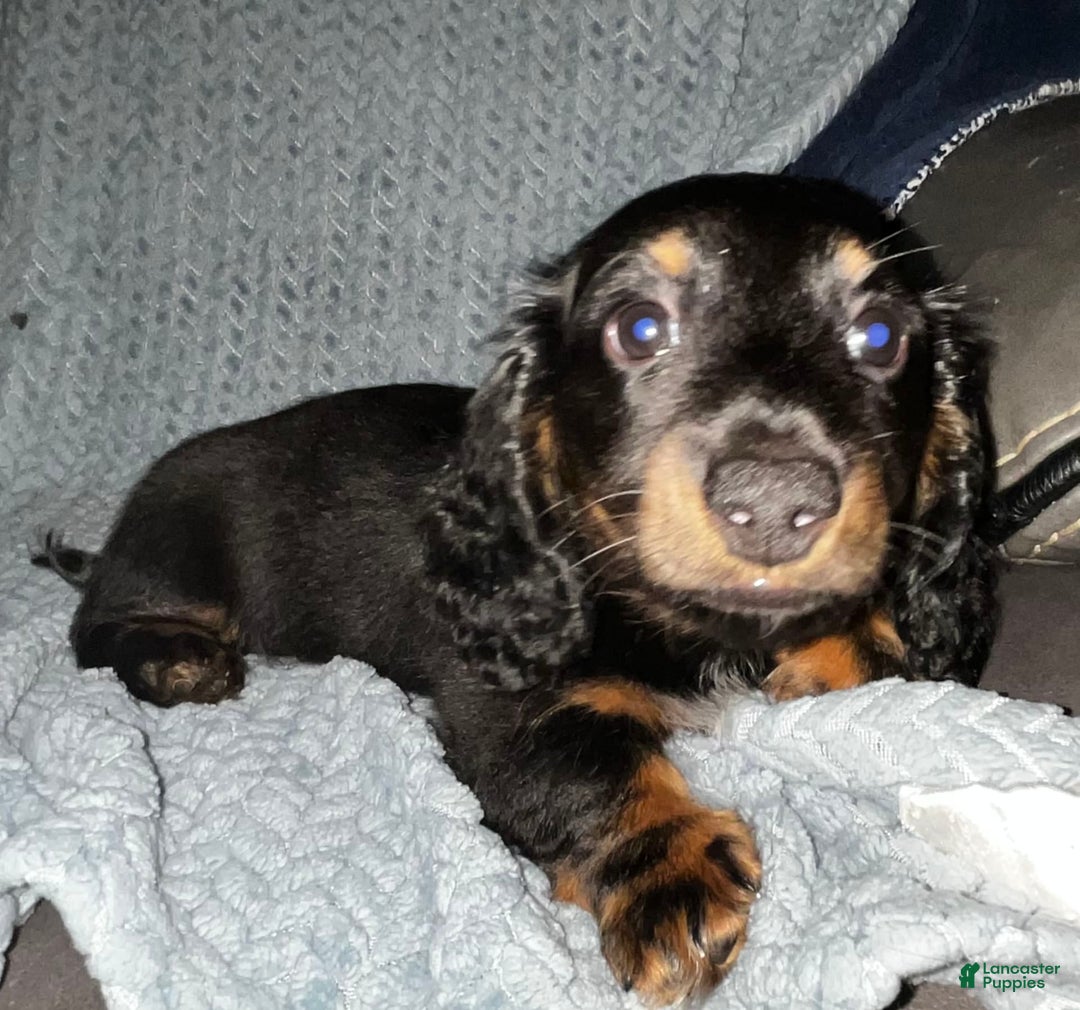 Dachshund dogs for sale: Fluffy - Image 1