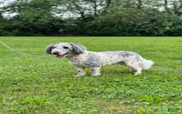 Cavapoo dogs for sale: Poppy - Image 12
