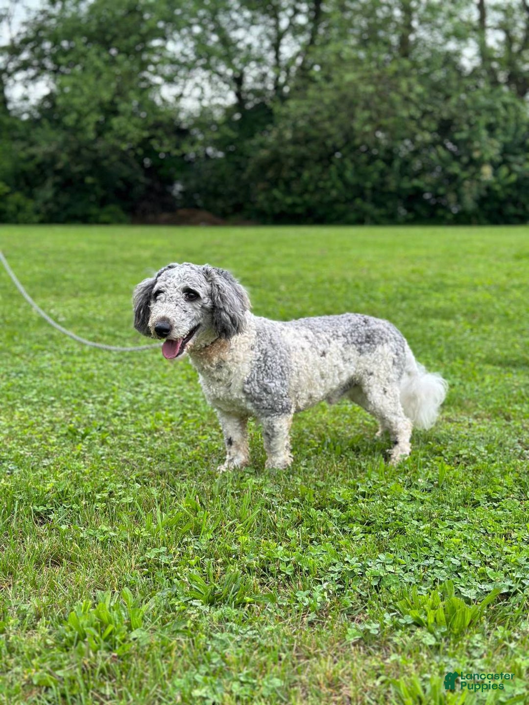 Cavapoo dogs for sale: Poppy - Image 12