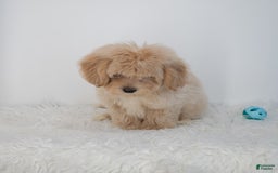 Maltipoo dogs for sale: Agustin - Image 2
