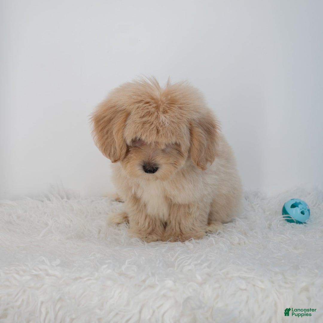 Maltipoo dogs for sale: Agustin - Image 2
