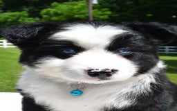 Miniature Australian Shepherd dogs for sale: Jean - Image 1
