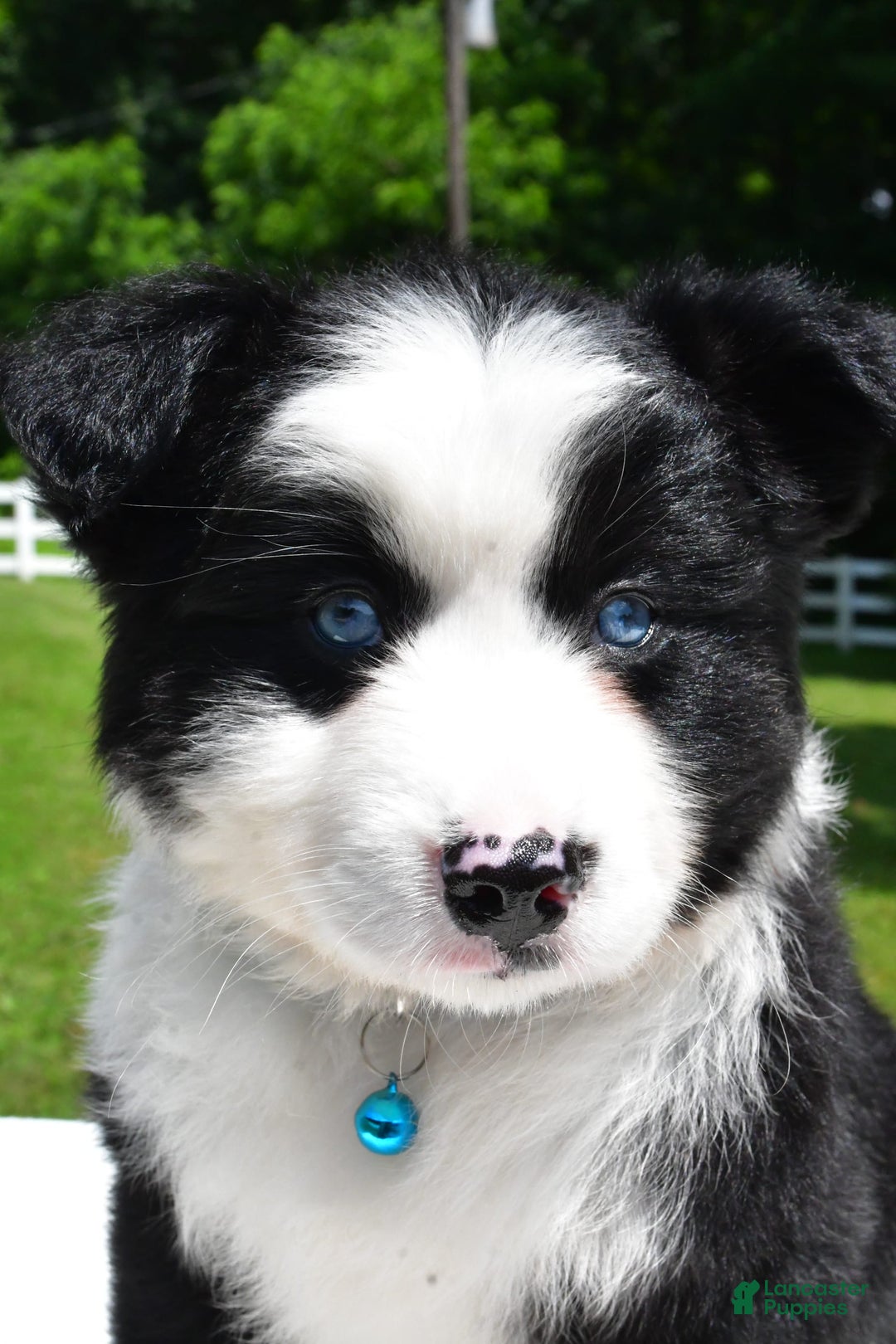 Miniature Australian Shepherd dogs for sale: Jean - Image 1