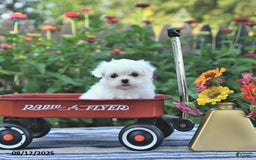 Maltese dogs for sale: Betsy Extra Small - Image 5
