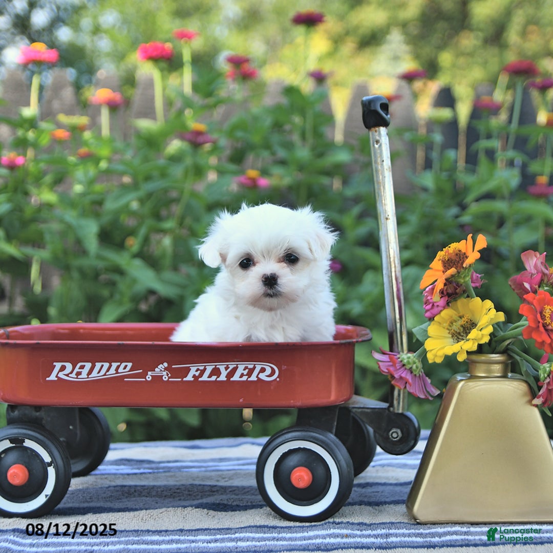 Maltese dogs for sale: Betsy Extra Small - Image 5