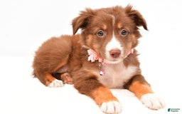 Australian Shepherd dogs for sale: Roxy - Image 5