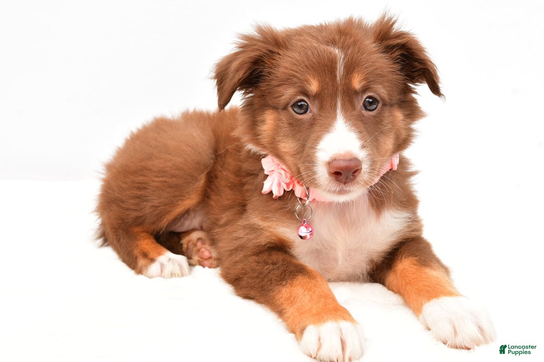 Australian Shepherd dogs for sale: Roxy - Image 5