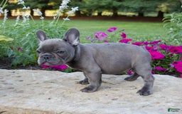 French Bulldog dogs for sale: Winton - Image 4