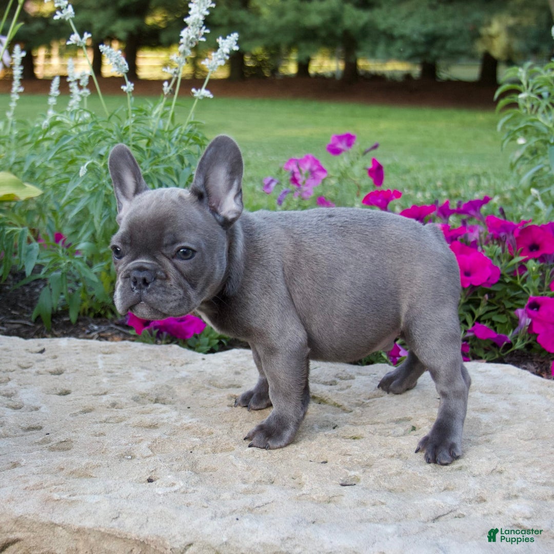 French Bulldog dogs for sale: Winton - Image 4