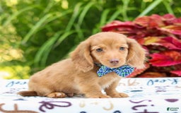 Miniature Dachshund dogs for sale: Ziggy - Image 2