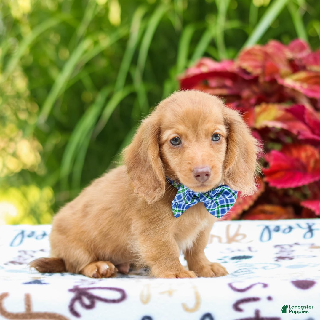 Miniature Dachshund dogs for sale: Ziggy - Image 2