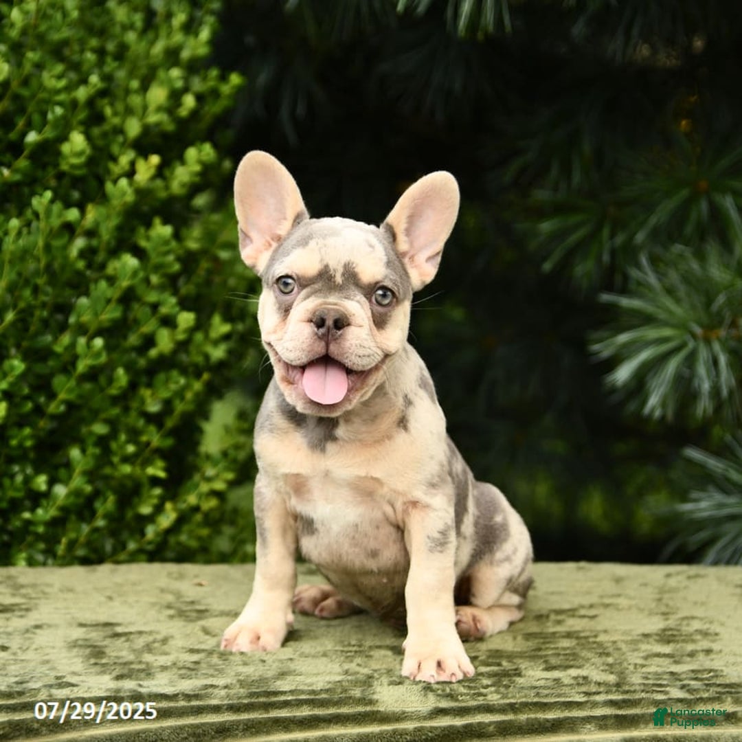 French Bulldog dogs for sale: River - Image 3