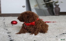 Toy Poodle dogs for sale: Eleanor - Image 9