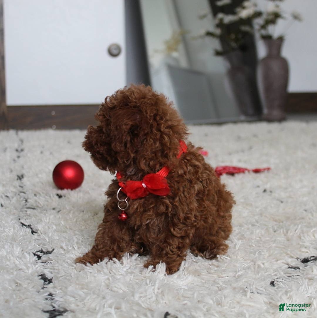 Toy Poodle dogs for sale: Eleanor - Image 9