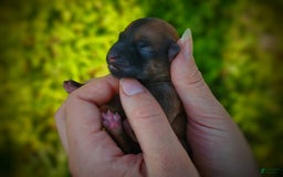 Morkie dogs for sale: Rare Gold Sable Firefly - Image 7