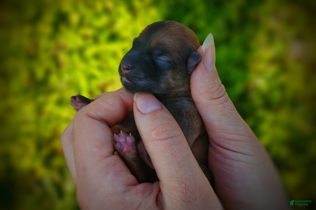 Morkie dogs for sale: Rare Gold Sable Firefly - Image 7
