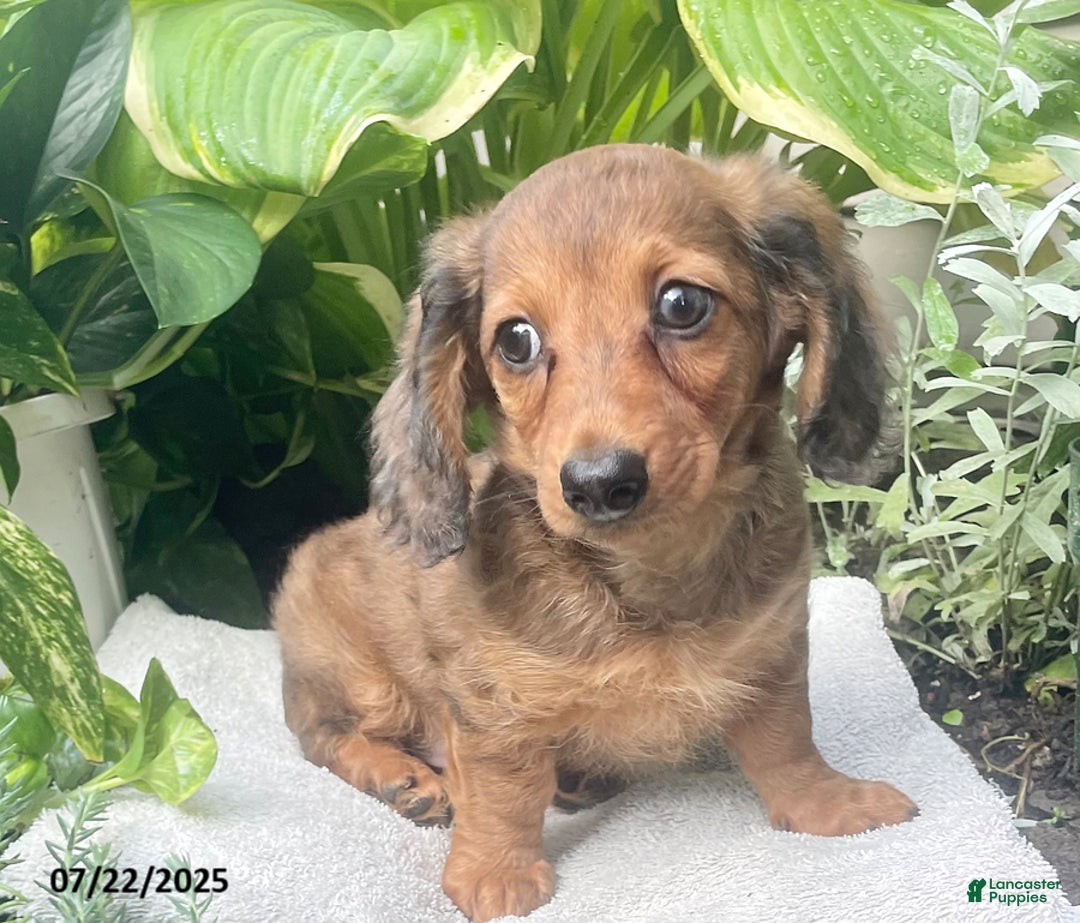 Miniature Dachshund dogs for sale: Capptain Coffee - Image 4