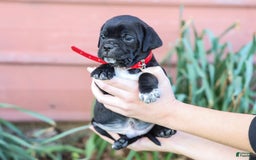 Walker Hound dogs for sale: Vermont - Image 1