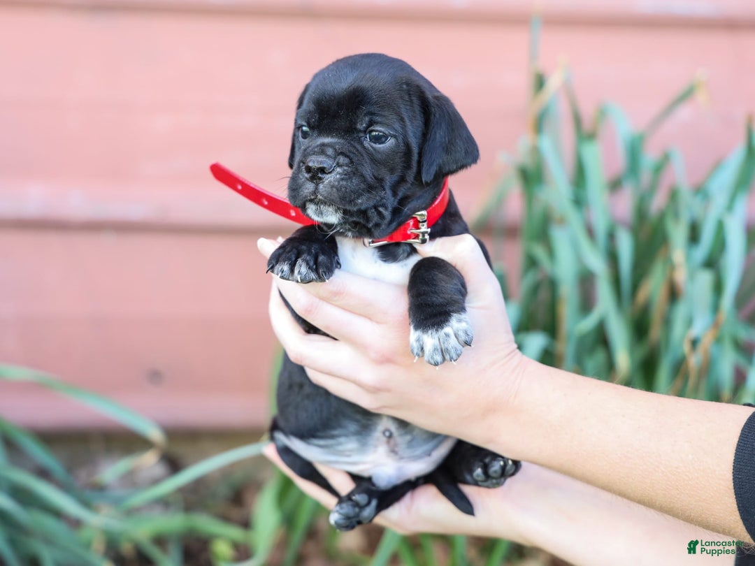 Walker Hound dogs for sale: Vermont - Image 1
