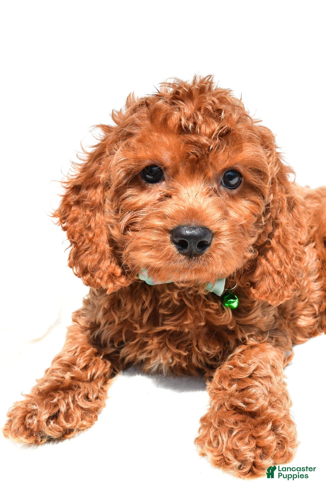 Cockapoo dogs for sale: Lucky - Image 4