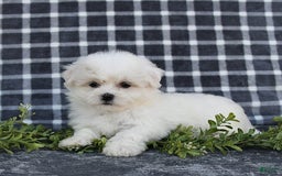 Havanese dogs for sale: Carmen - Image 9