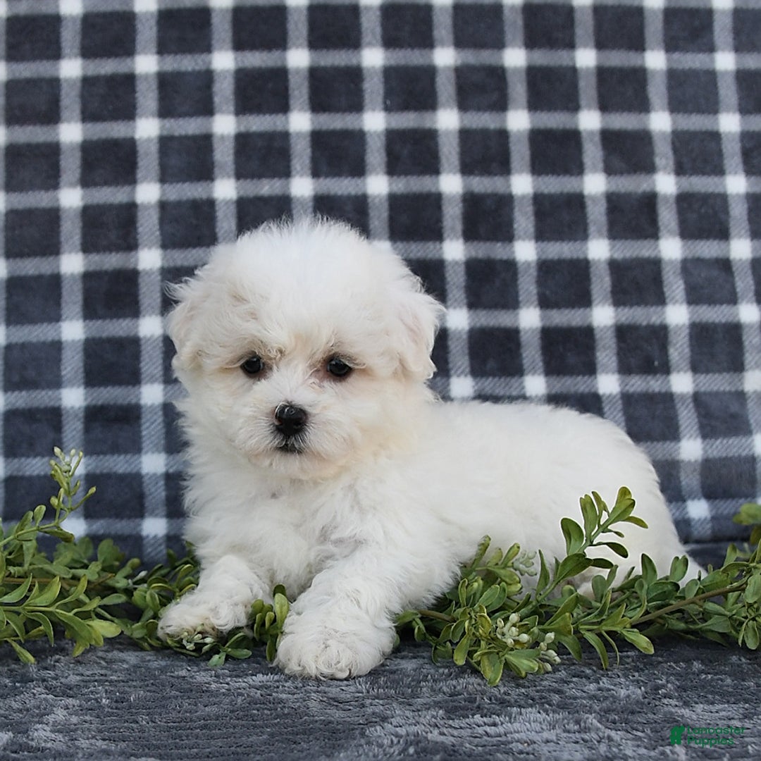 Havanese dogs for sale: Carmen - Image 9